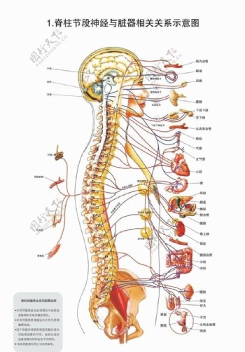 脊柱图解图片