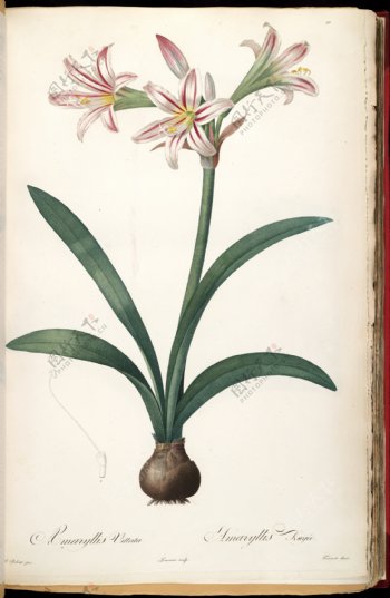 雷杜德兰花植物图图片