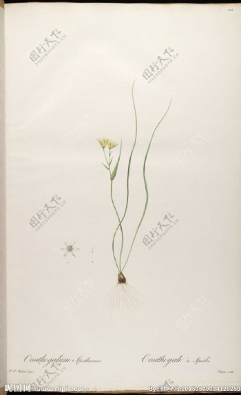 兰花雷杜德手绘花卉插画图片