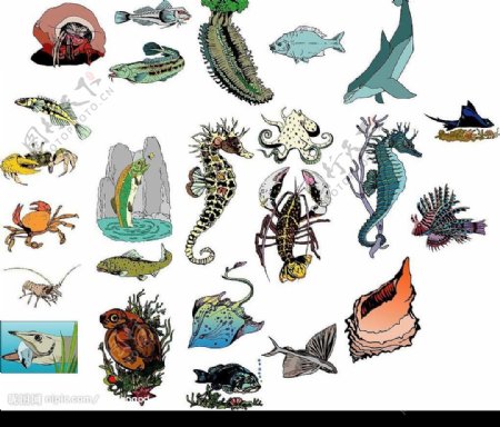 海洋生物78图片