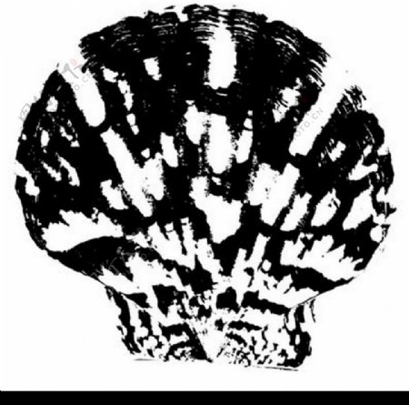 贝壳黑白图图片