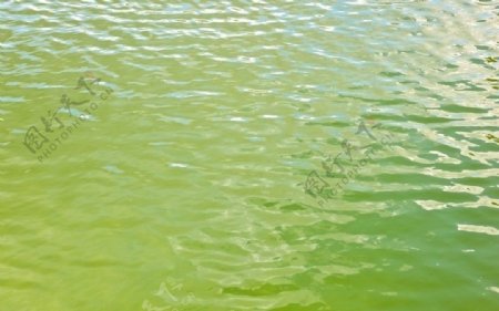 绿色的湖面图片