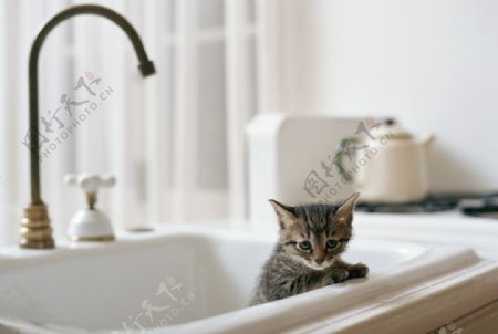 小猫洗澡图片