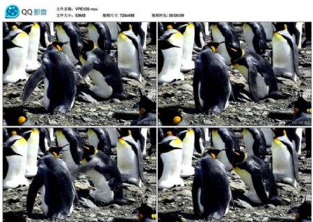 可爱企鹅视频实拍素材