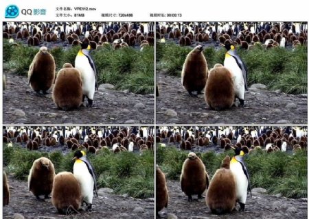 企鹅幼崽视频实拍素材