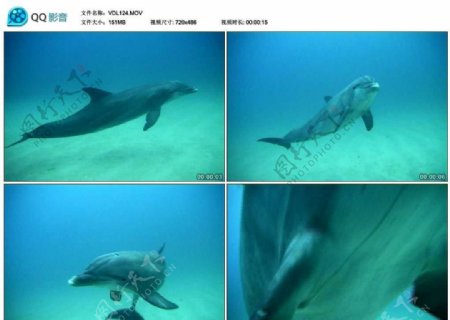 深海海豚视频实拍素材