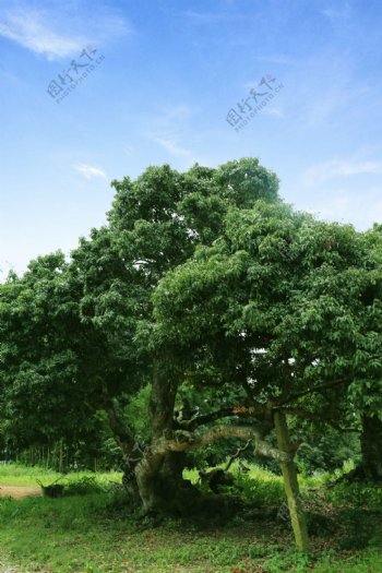 200年大树图片