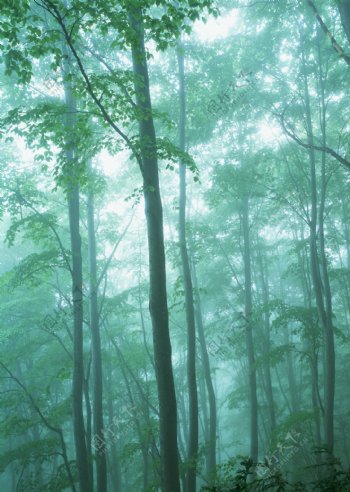 树林雾景图片