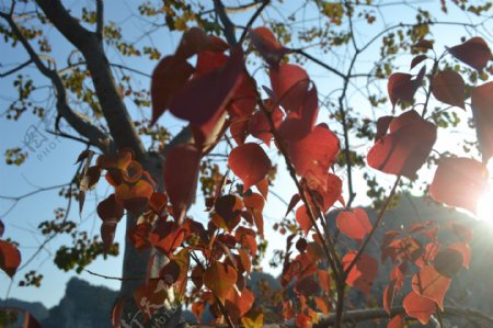 红色乌桕树叶图片