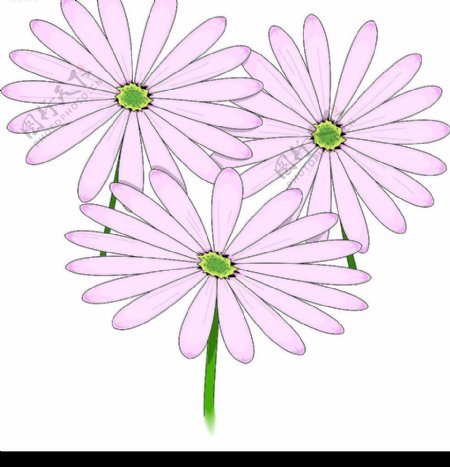 粉色的小花图片