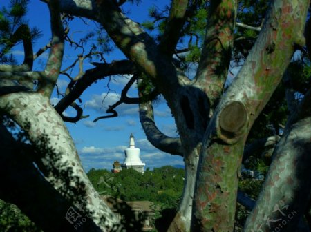 白塔寺与古树图片