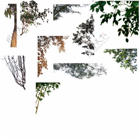 3D树木分层模板图片