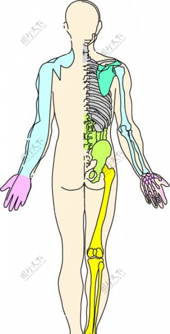 人体骨骼矢量图图片