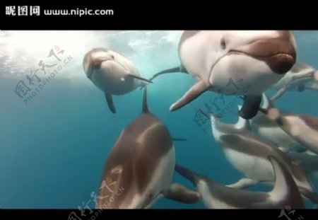 海豚视频素材
