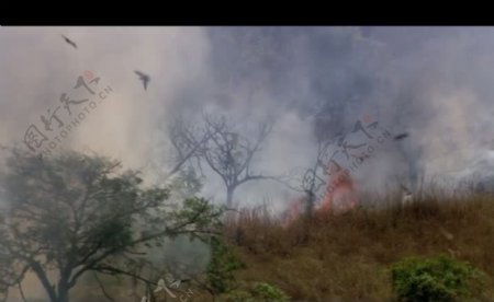 森林大火视频素材
