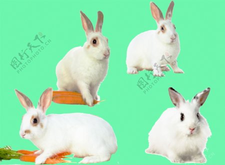 可爱的小白兔分层素材图片
