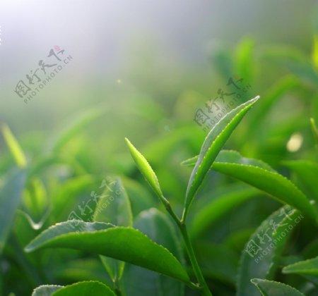 茶叶高质量图图片