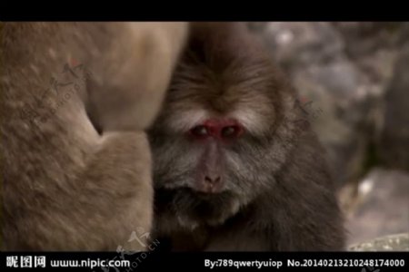 动物猴子捉虱视频素材