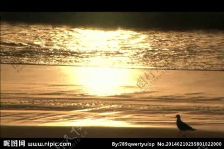 金色海滩夕阳视频