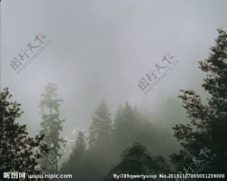 森林云雾背景视频素材