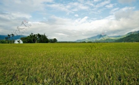 水稻田美景图片