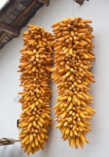 玉米串图片