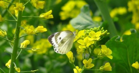春天的油菜花与蝴蝶图片