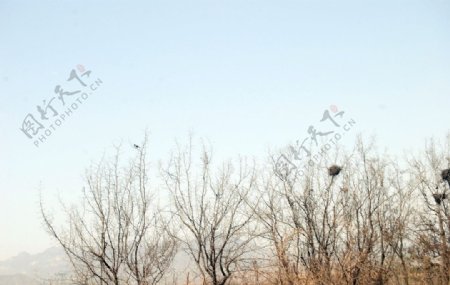 大树野外鸟巢图片