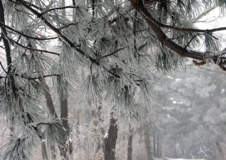冬日松树图片