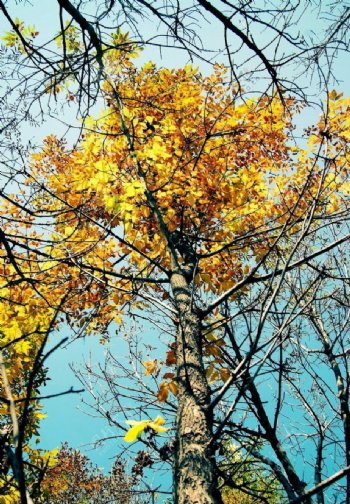金色的树图片