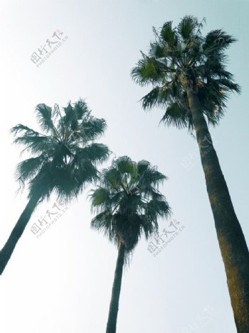 槟榔树非高清图片