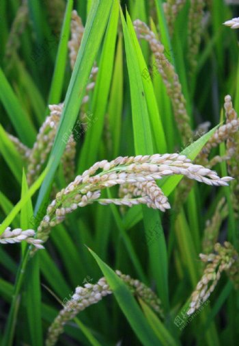 成熟的稻子图片