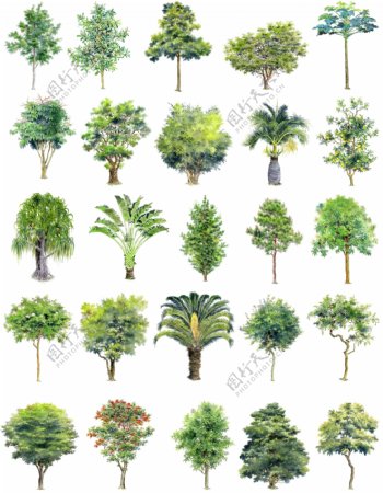 手绘园林用树立面四图片