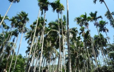 槟榔树蓝天图片