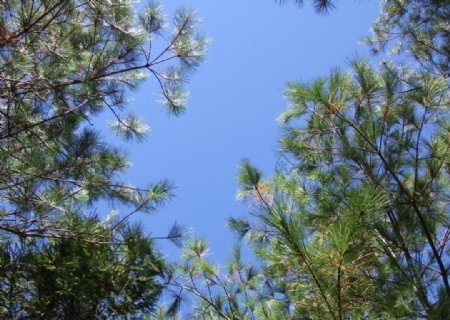 藍天綠樹图片