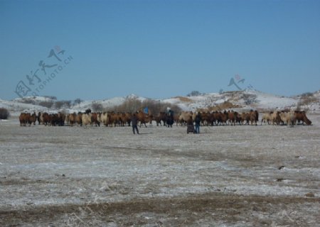内蒙古正蓝旗图片