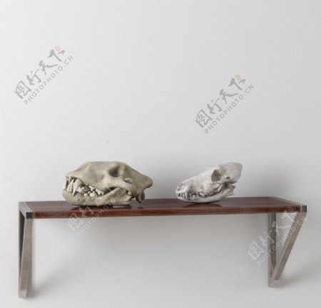 骨骼动物骨骼模型图片