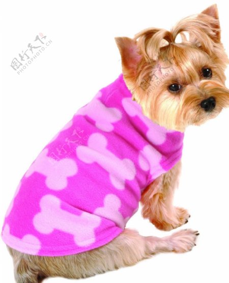 粉红骨头纹夹克的小狗图片