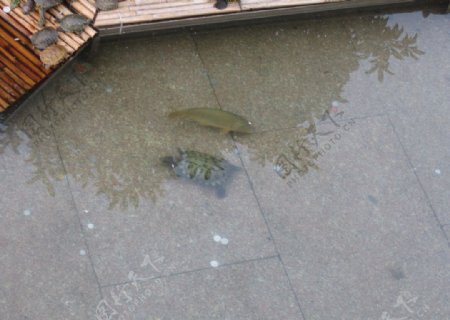 乌龟和鱼图片