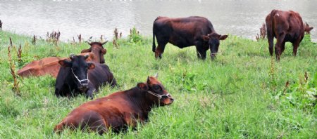 河边吃草的牛图片