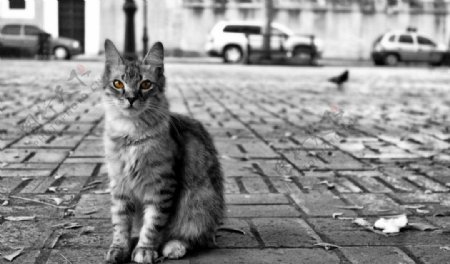 马路边的小猫图片
