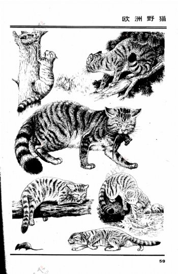 画兽谱63欧洲野猫图片