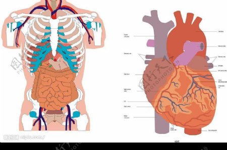 人体内脏器官矢量.CDR图片