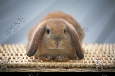 兔子温柔的表情图片