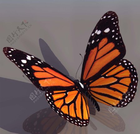 BUTT蝴蝶3d模型图片