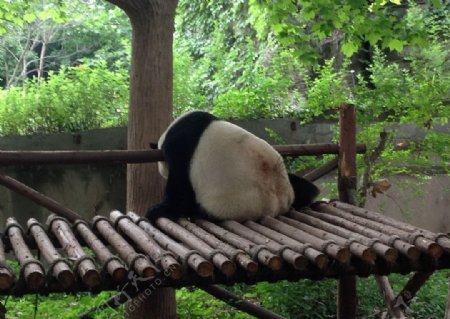 熊猫圆滚滚图片