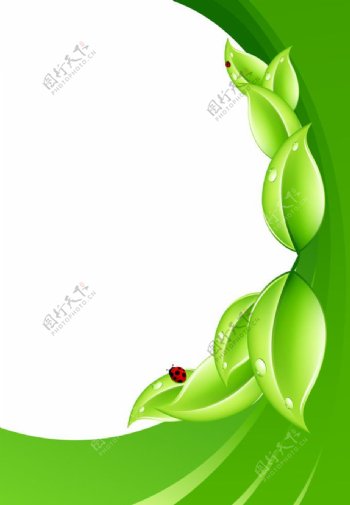 绿叶瓢虫图片