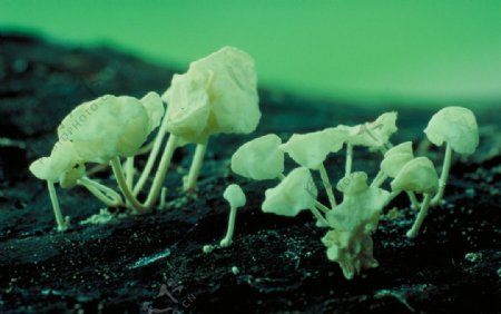 蘑菇素材图片