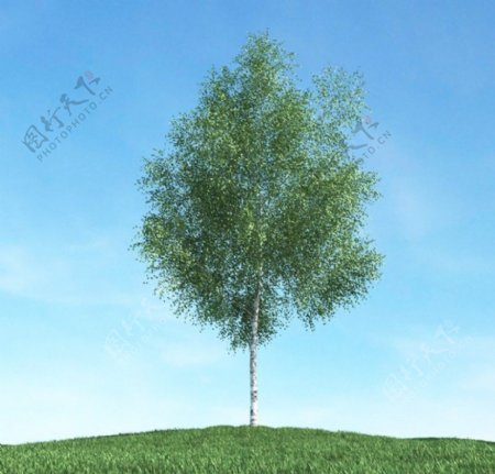 树木模型下载图片