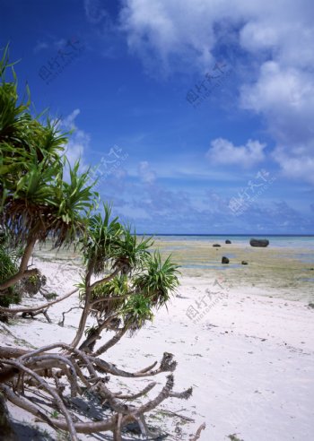 海滩植物图片